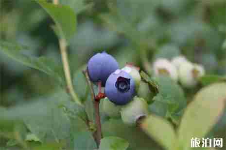 紫云藍(lán)莓基地在哪里 采摘費(fèi)用+采摘攻略