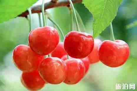 北京昌平櫻桃采摘攻略