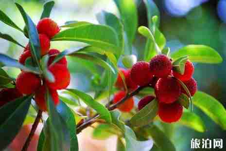 2019成都杨梅采摘基地地址+价格+交通