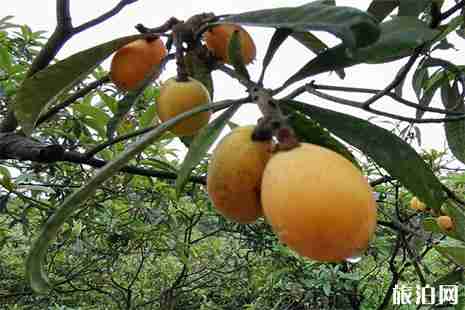 宜宾长宁三元枇杷采摘攻略