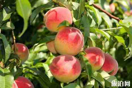 2019重庆桃子采摘时间+地址+价格