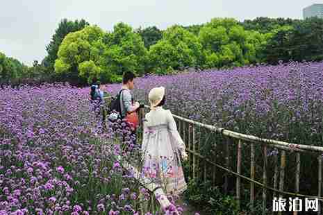 上海世纪公园马鞭草在几号门