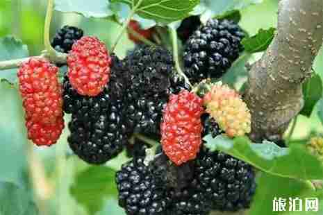 茂名桑葚采摘地有哪些