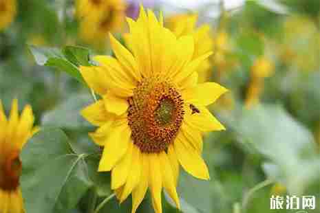 2019六一儿童节深圳光明小镇欢乐田园活动