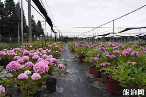 2019年五月双流赏花的地方有哪些