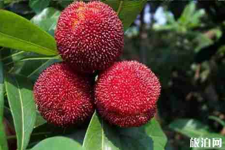 2019武汉杨梅采摘园地点+最佳采摘时间+价格