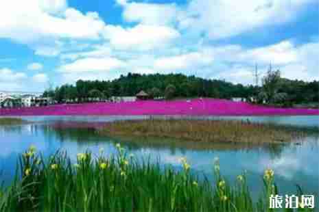 贵州山里江南赏花攻略
