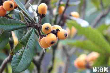 海宁枇杷采摘地信息