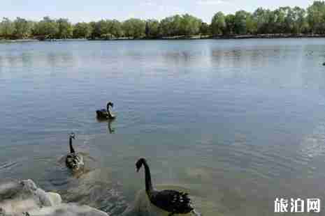 2019圆明园免费开放日+游玩攻略