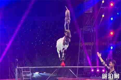 2019日照端午节活动内容汇总