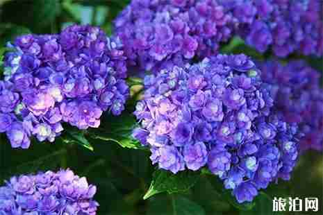 2019辰山植物园仲夏花展6月7日至24日开启 附活动信息