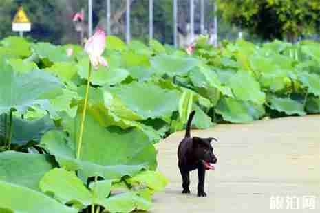 百朋荷花什么時候開 附賞花攻略
