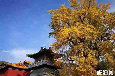 2019高考準考證能夠優惠的河南景區信息匯總