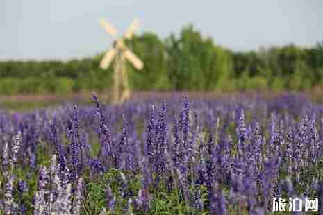成都普羅旺斯薰衣草莊園在哪里 附門票信息