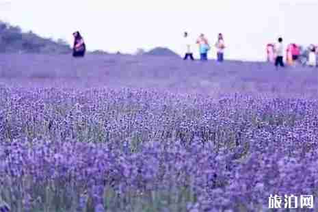 咸寧市香妃薰衣草基地游玩攻略