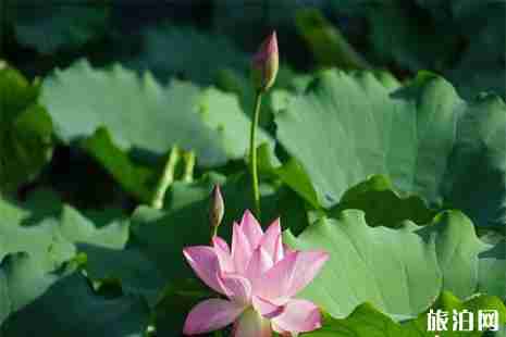 2019洪湖公園賞荷花攻略 最佳賞花地+交通