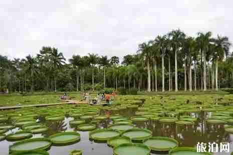 云南荷花在哪里看