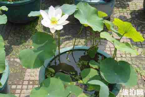 2019北京看荷花最好的地方推薦