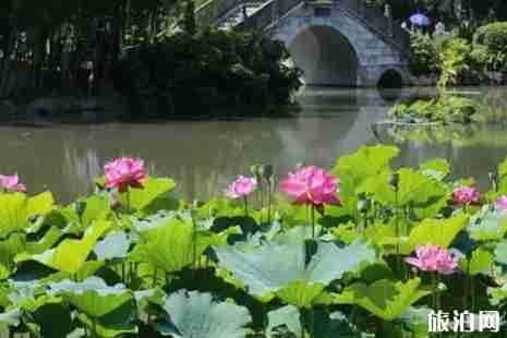 福州哪里荷花好看+怎么去
