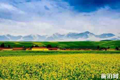 2019青海油菜花花期 青海油菜花在哪里看+攻略