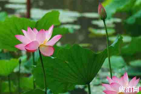 威海荷花觀賞攻略