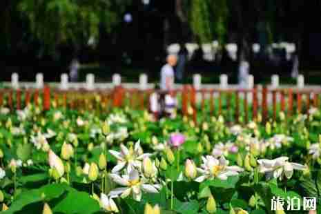 什刹海荷花什么时候开+观赏攻略