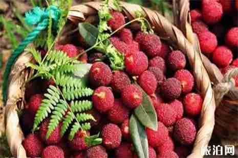 2019苏州西山杨梅采摘时间