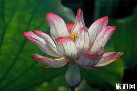 2019山西荷花开的地方都有哪些