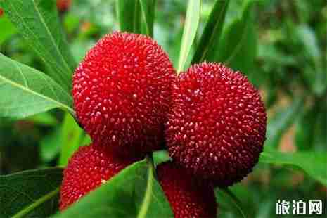 富阳杨梅采摘地在哪里