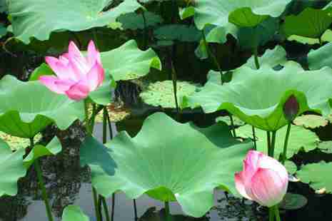 涪陵周边看荷花的地方推荐