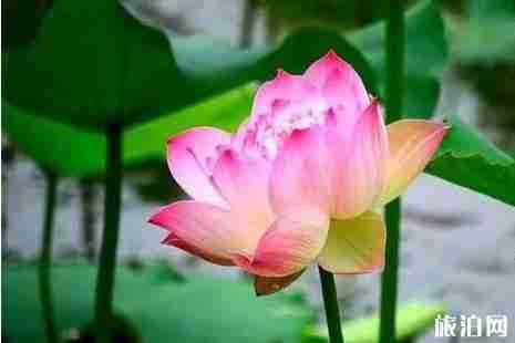 濮阳看荷花去哪里+交通