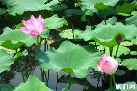 广州哪里有荷花 2019年荔湾湖荷花花期+交通