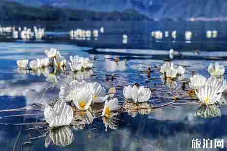 2019泸沽湖海菜花花期 2019泸沽湖海菜花攻略