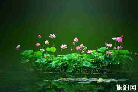 2019北京荷花幾月開+地址+開放時(shí)間+門票