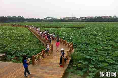 白洋淀荷花大觀園 門票+游玩路線
