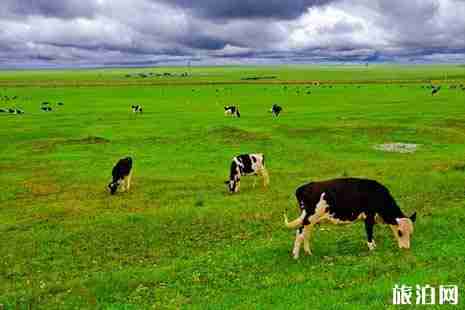 2019呼倫貝爾草原騎馬多少錢+地點(diǎn)推薦