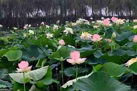 2019淮南荷花幾月份開+觀賞地點推薦