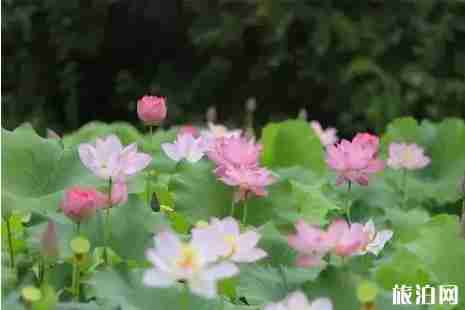 十堰看荷花在哪里+怎么去