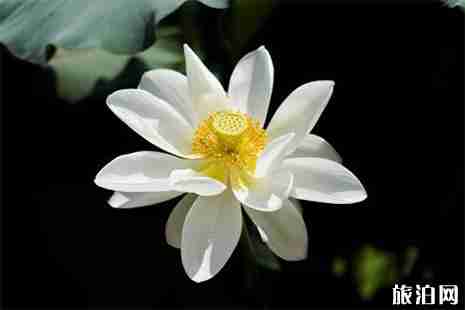 2019银滩荷花节6月22日开启