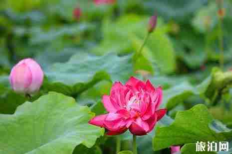 寧波看荷花的地方推薦+交通攻略