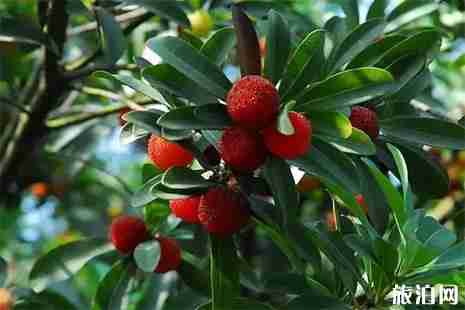 2019北侖楊梅采摘點(diǎn)信息匯總