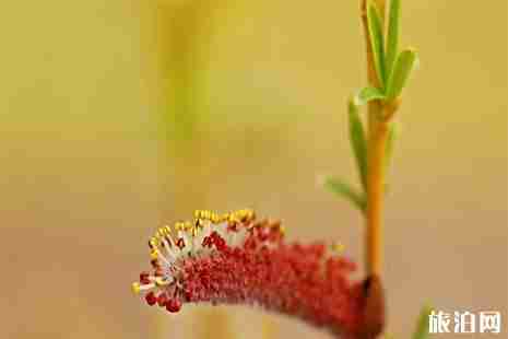 寧夏黃沙古渡景區旅游直通車信息 價格+發車時間