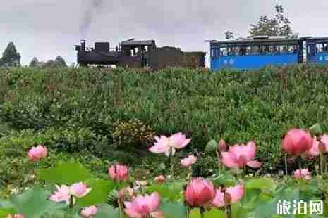樂山荷花旅游攻略