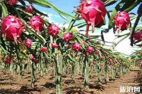 南京溧水水果采摘地圖 枇杷+楊梅+油桃