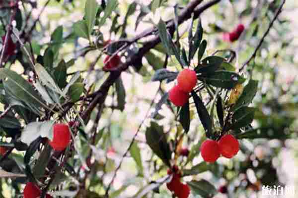 2019無錫馬山楊梅采摘節(jié)6月12日開啟 附采摘攻略