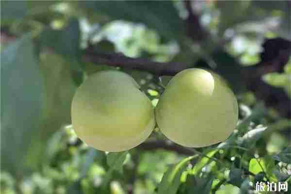 無錫大浮醉李采摘地推薦