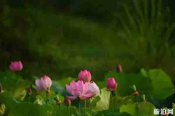 2019成都荷花開了嗎+觀賞攻略