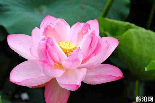 2019臨沂荷花什么時候開+觀賞地點推薦