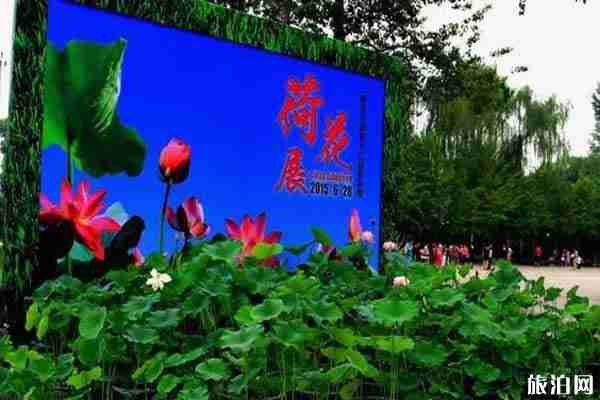 2019北京順義荷花觀賞攻略