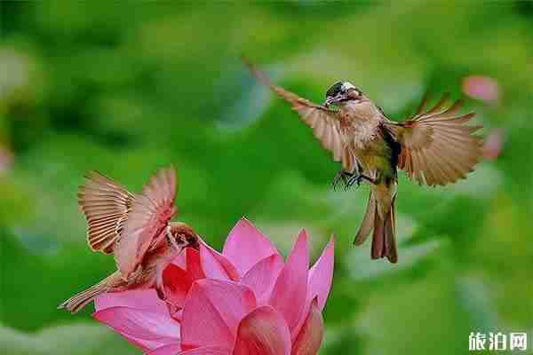 2019湖北襄陽(yáng)荷文化旅游節(jié)6月22日開(kāi)啟 附活動(dòng)信息